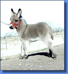 Brayers Are Us Reva - Lot 20