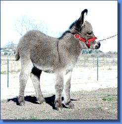 Brayers Are Us Reva - Lot 20