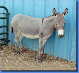 HA Samantha - Lot 19