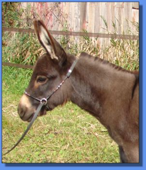 Ass-Pirin Acres Sasha