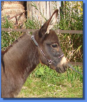 Ass-Pirin Acres Sasha