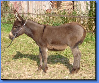 Ass-Pirin Acres Sasha