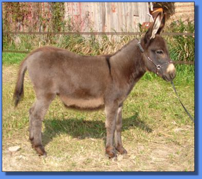 Ass-Pirin Acres Sasha