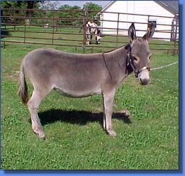 Donkette Korral Sassyfras - Lot 23