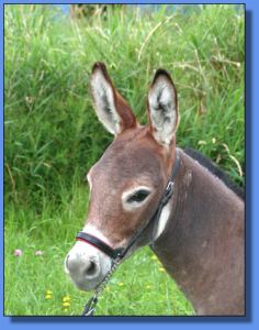 Lot # 22 ~ MGF Scarlett Ribbons 415