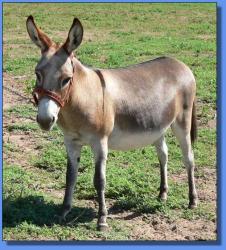 Lot #23 ~ Schrater's Justa Petal Two