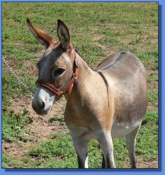 Lot #23 ~ Schrater's Justa Petal Two