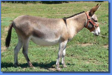 Lot #23 ~ Schrater's Justa Petal Two