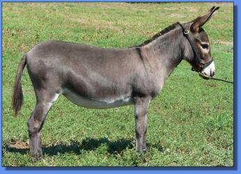 Lot # 32 ~ Schrater's Nellie Lynn Two