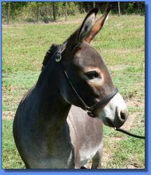 Lot # 32 ~ Schrater's Nellie Lynn Two