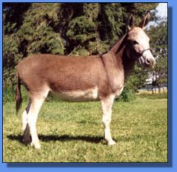 Lot # 13 ~ Perfection's Set Me On Fire