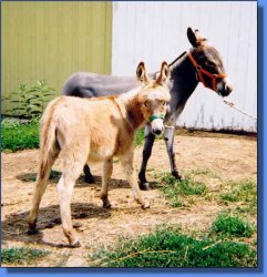 Gardner's Tracy R - Lot 17