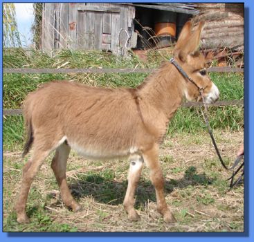 Ass-Pirin Acres Magma