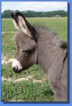 Ass-Pirin Acres Shanta