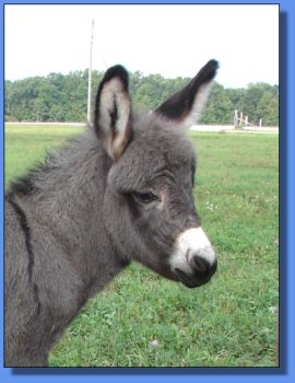 Ass-Pirin Acres Shanta