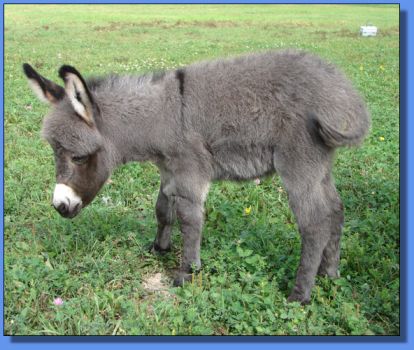 Ass-Pirin Acres Shanta