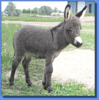 Ass-Pirin Acres Shanta