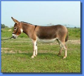 Lot #5 ~ Ass-Pirin Acres Miss Shedaisy