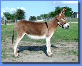 Perfection's She's Extreme - Lot # 17