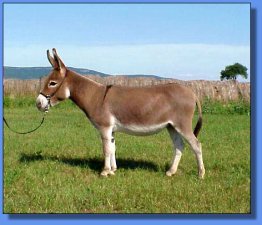 Ass-Pirin Acres Sheza 10 - Lot #5