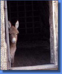 Ass-Pirin Acres Show Baby - Lot 14