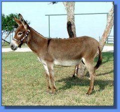 Brayers Are Us Red Sienna - Lot #4