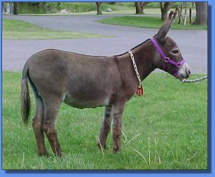 Lot # 6 ~ Donkette Korral Song Bird