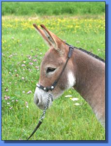 Lot # 10 ~ Ass-Pirin Acres Spice Girl