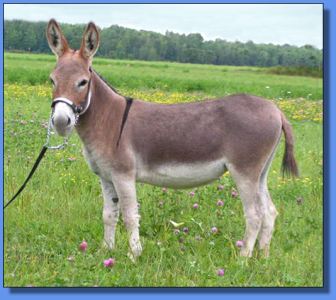 Lot # 10 ~ Ass-Pirin Acres Spice Girl