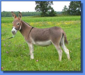 Lot # 10 ~ Ass-Pirin Acres Spice Girl