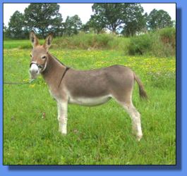 Lot # 10 ~ Ass-Pirin Acres Spice Girl