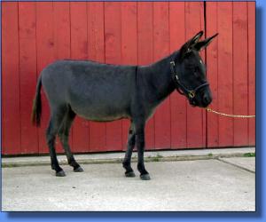 Maxwell Ridge Farm's Eliza - Lot #29