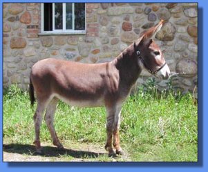 Lot # 19 ~ Stoney Acres Bella Rosa