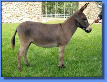 Lot #13 ~ Stoney Acres Cicada