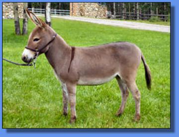 Lot # 18 ~ Stoney Acres Honey