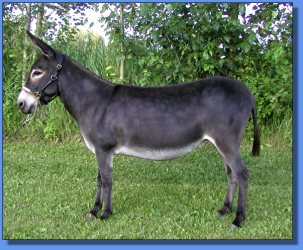 Lot #31 ~ Half Pint Hill Tamzin