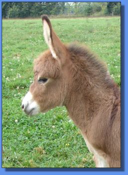 Ass-Pirin Acres Tanesha