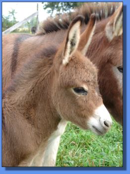 Ass-Pirin Acres Tanesha