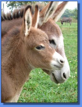 Ass-Pirin Acres Tanesha