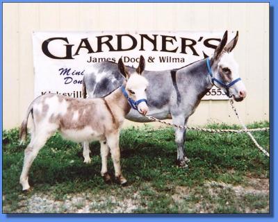 Lot #14 ~ Thorn Hill Farms Sierra & spotted jennet foal at her side