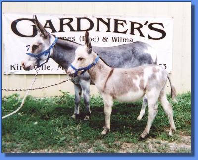 Lot #14 ~ Thorn Hill Farms Sierra & spotted jennet foal at her side