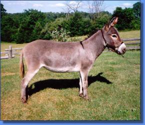 Bunker Hill's Thumbalina - Lot #30