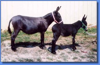 Lot # 14 ~ Gardner's Tinata Lynn