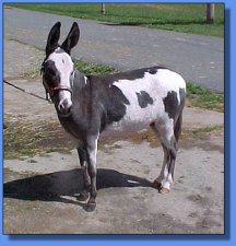 Lazy H Donkette Korral Tipper - Lot #10