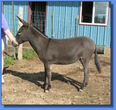 Lot #21 ~ Hebron Donkey Company's Tunis