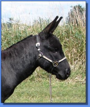 Valintino in Black - Sept 06