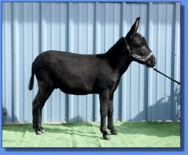 MJB Circle C Valintino N Black