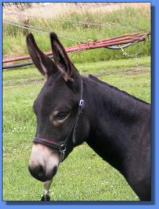 Lot # 15 ~ Ass-Pirin Acres Victoria's Secret