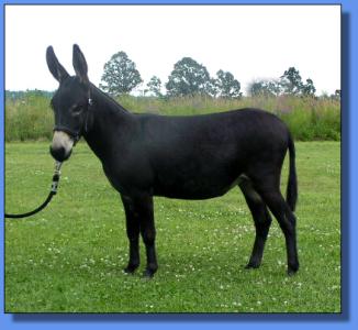 Lot # 15 ~ Ass-Pirin Acres Victoria's Secret