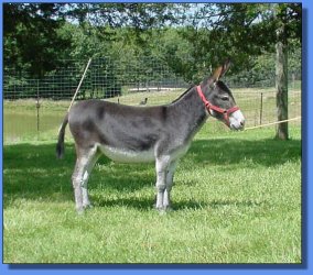 Lot #2 ~ Gardner's Wannila S